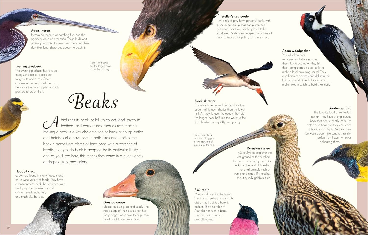 An Anthology Of Exquisite Birds (Dk Children'ts Anthologies) by Hoare. Ben 9780593843581_3