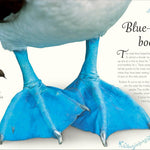 An Anthology Of Exquisite Birds (Dk Children'ts Anthologies) by Hoare. Ben 9780593843581_4