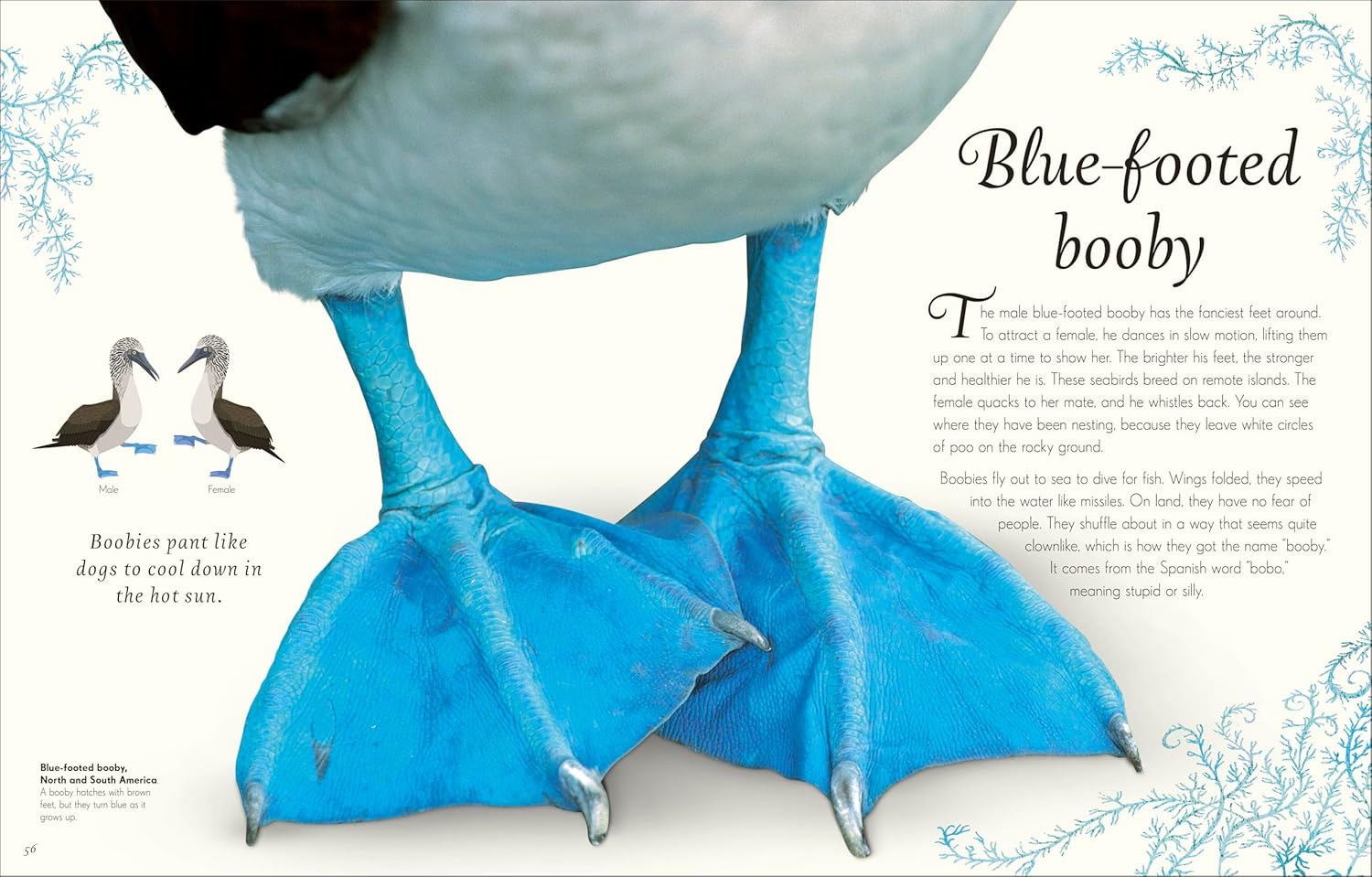 An Anthology Of Exquisite Birds (Dk Children'ts Anthologies) by Hoare. Ben 9780593843581_4