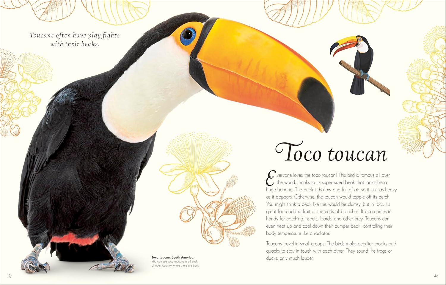 An Anthology Of Exquisite Birds (Dk Children'ts Anthologies) by Hoare. Ben 9780593843581_5