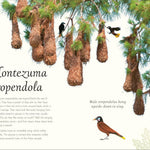 An Anthology Of Exquisite Birds (Dk Children'ts Anthologies) by Hoare. Ben 9780593843581_6