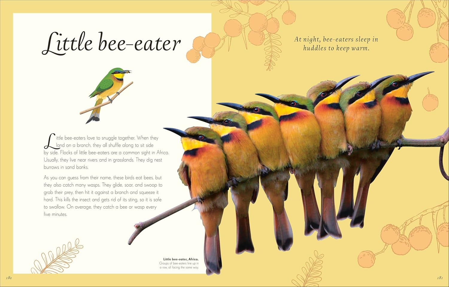 An Anthology Of Exquisite Birds (Dk Children'ts Anthologies) by Hoare. Ben 9780593843581_8