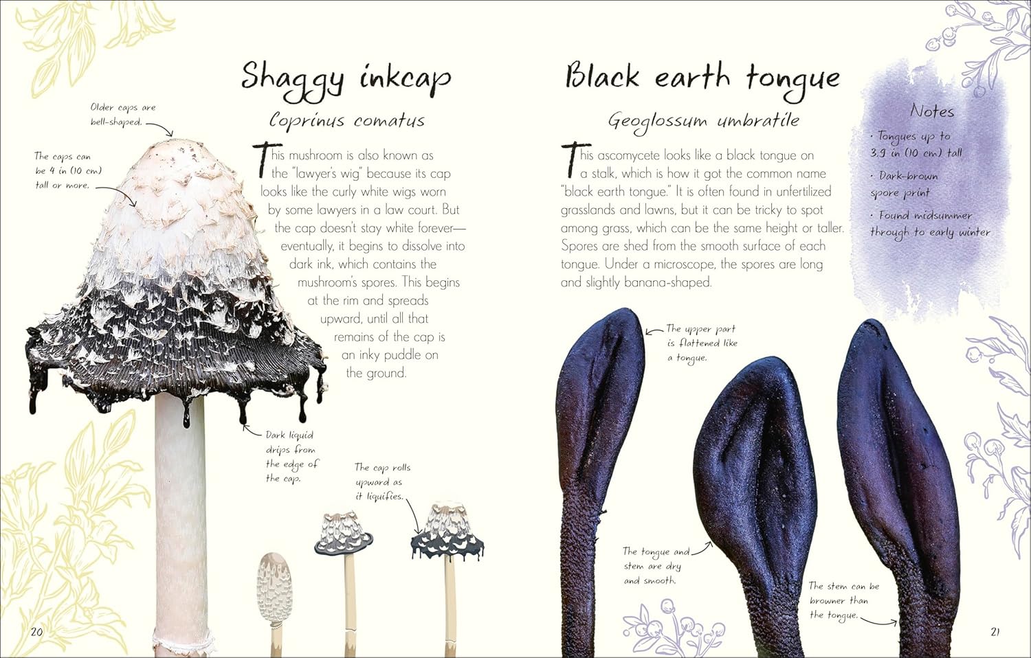 An Anthology Of Fungi: A Collection Of Mushrooms, Toadstools And Other Fungi by 9780593846131_2