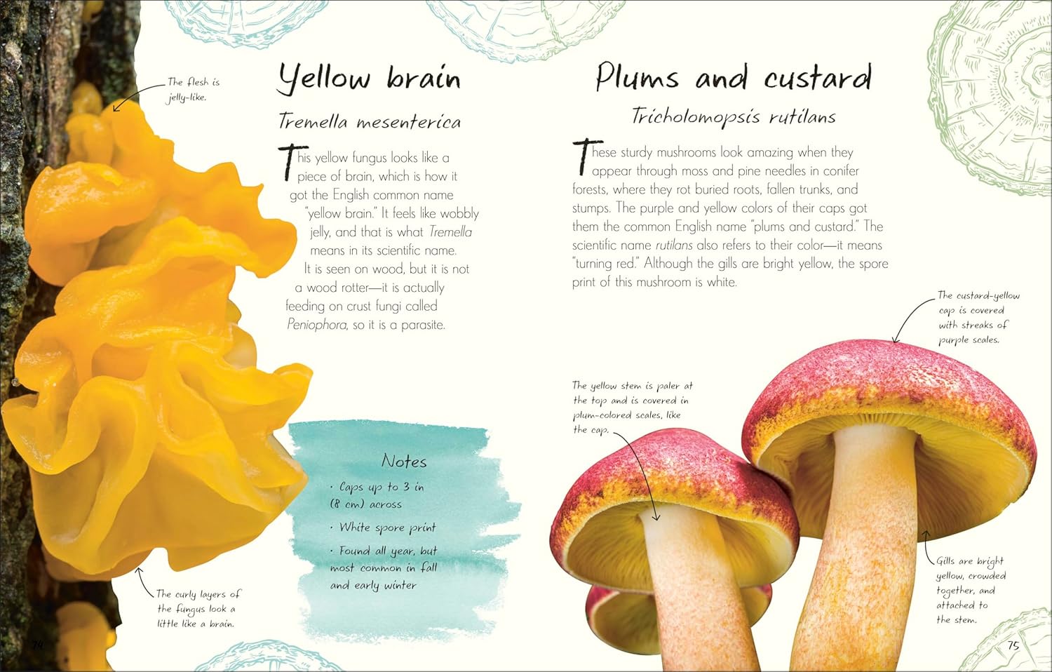 An Anthology Of Fungi: A Collection Of Mushrooms, Toadstools And Other Fungi by 9780593846131_3