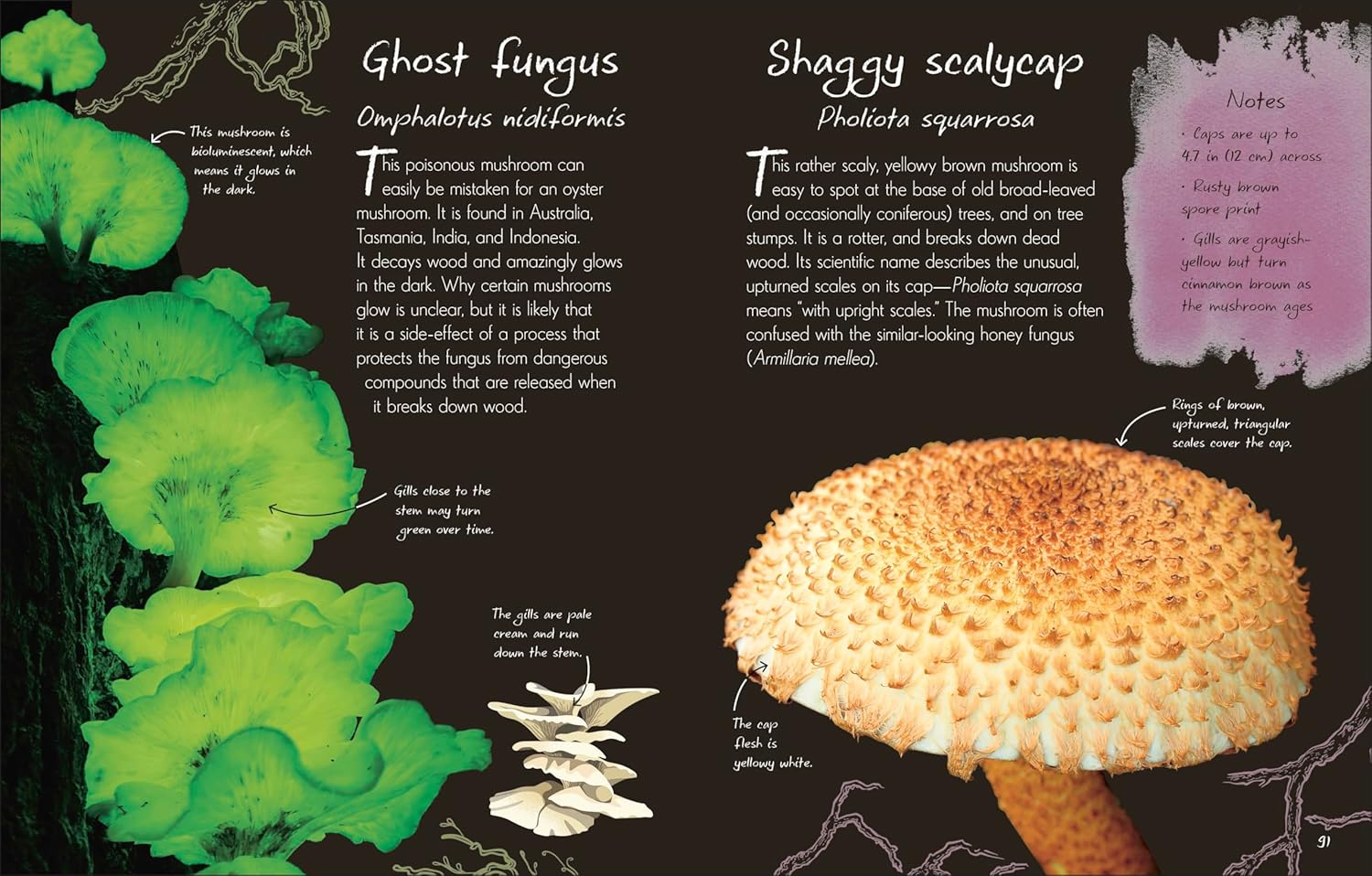 An Anthology Of Fungi: A Collection Of Mushrooms, Toadstools And Other Fungi by 9780593846131_4
