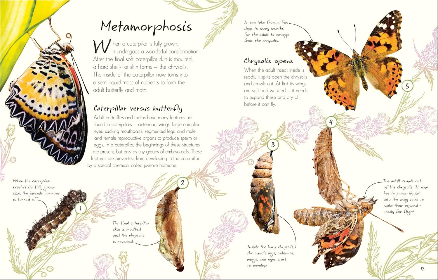 An Anthology Of Butterflies And Moths: A Collection From Around The World by Dk 20 9780593959312_2