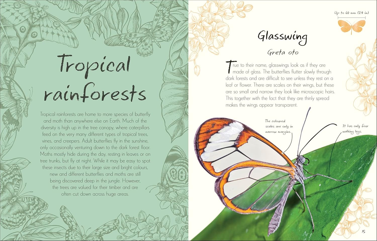 An Anthology Of Butterflies And Moths: A Collection From Around The World by Dk 20 9780593959312_3_258274d8-227e-49db-9d20-76aad827021c