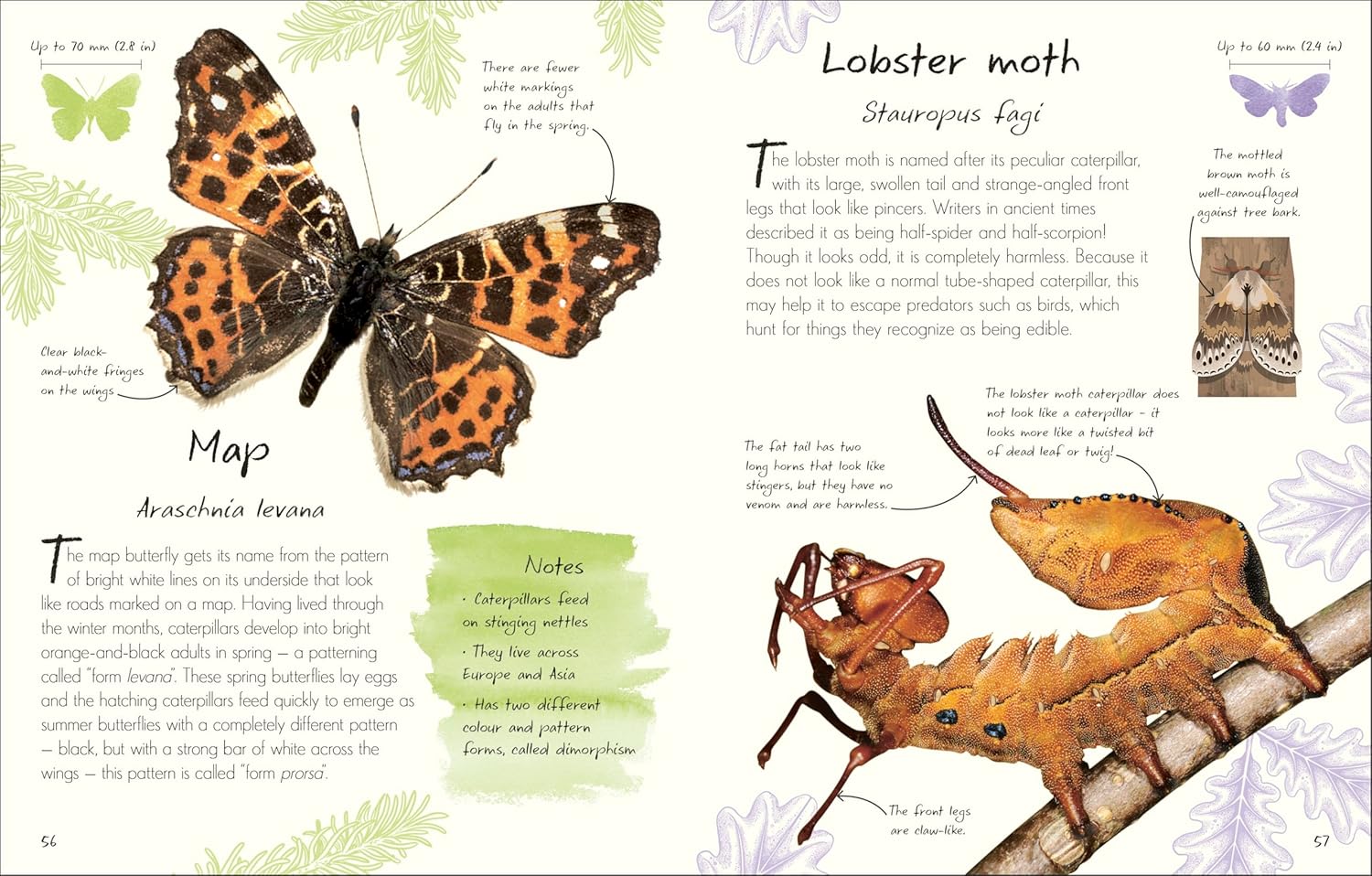 An Anthology Of Butterflies And Moths: A Collection From Around The World by Dk 20 9780593959312_4_70a4a824-4c59-4eed-bf8f-37f9a1da9cf3