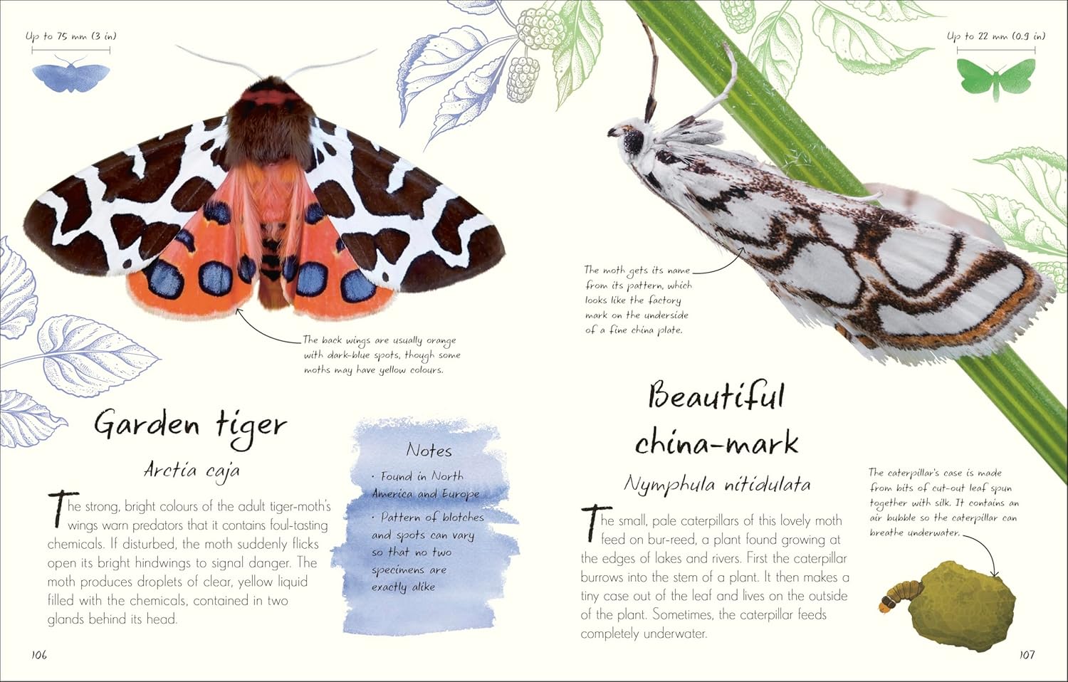 An Anthology Of Butterflies And Moths: A Collection From Around The World by Dk 20 9780593959312_6_7f6f151f-dc88-4b4e-aa2a-4351346febe2