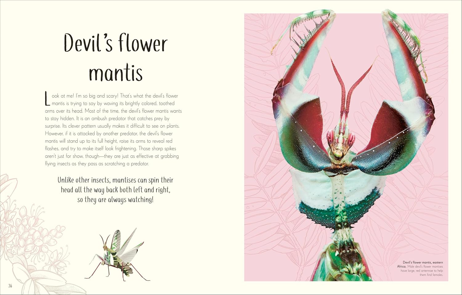 An Anthology Of Remarkable Bugs by French. Jess; Dk 20 9780593971758_2