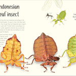 An Anthology Of Remarkable Bugs by French. Jess; Dk 20 9780593971758_3