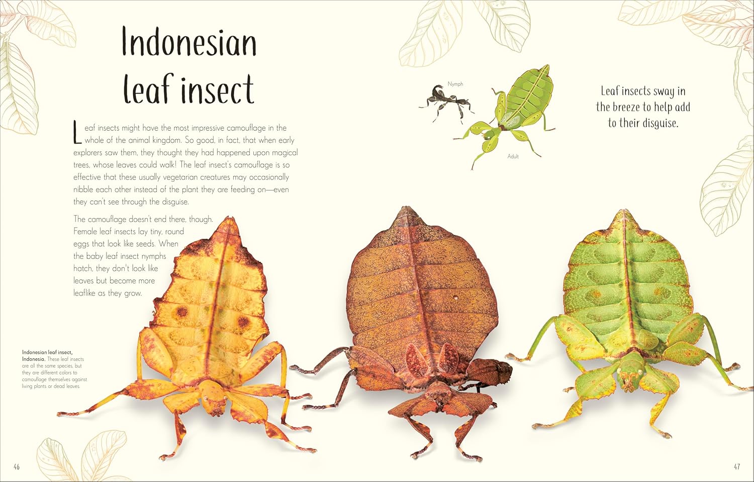 An Anthology Of Remarkable Bugs by French. Jess; Dk 20 9780593971758_3