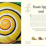 An Anthology Of Remarkable Bugs by French. Jess; Dk 20 9780593971758_5