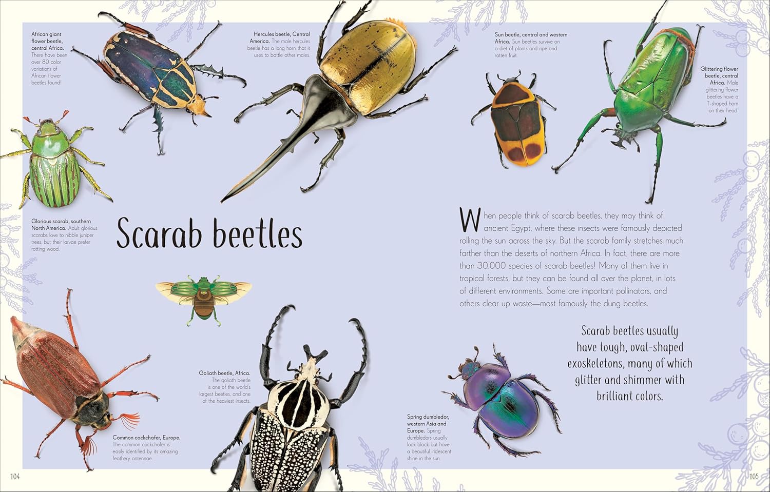 An Anthology Of Remarkable Bugs by French. Jess; Dk 20 9780593971758_6