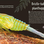 An Anthology Of Remarkable Bugs by French. Jess; Dk 20 9780593971758_7_cf587840-eaea-4bfe-9be9-b7ec8e179dec