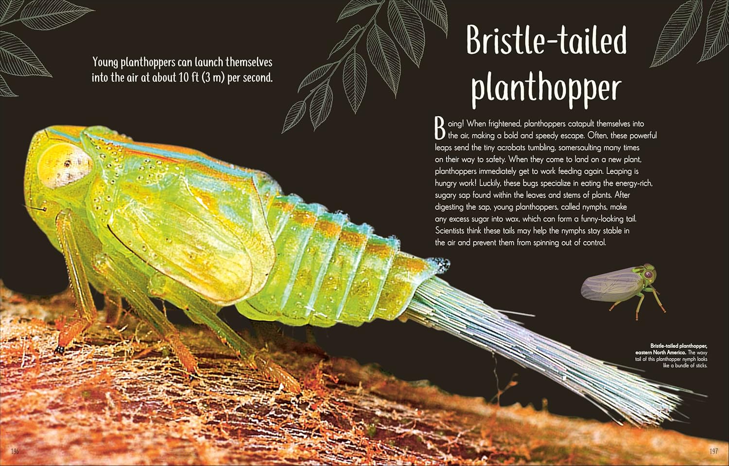 An Anthology Of Remarkable Bugs by French. Jess; Dk 20 9780593971758_7_cf587840-eaea-4bfe-9be9-b7ec8e179dec