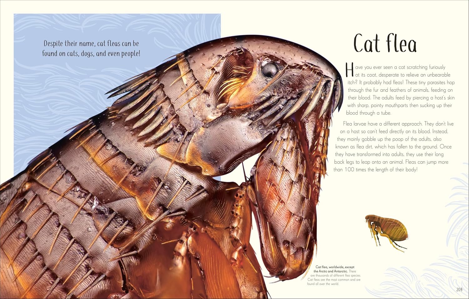 An Anthology Of Remarkable Bugs by French. Jess; Dk 20 9780593971758_8_fe9d1fd6-4d85-40bc-9916-c18130edaa1f