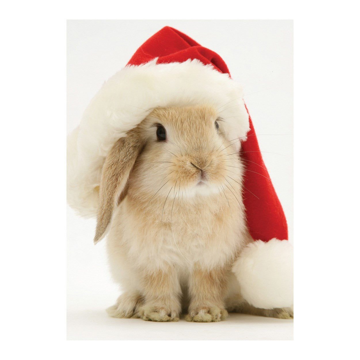 Santa Bunny Holiday Half Notecards 50 9780735352308