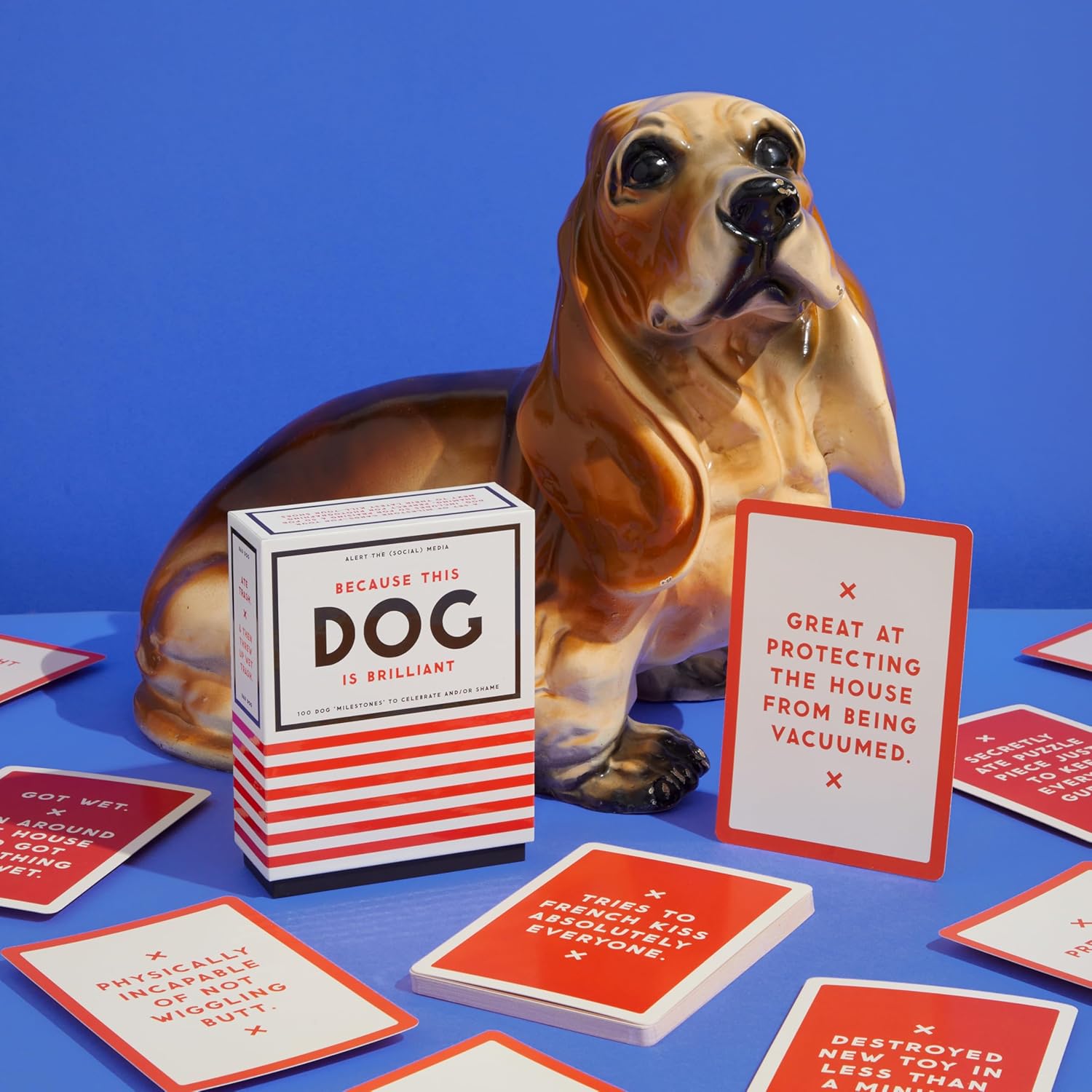 Because This Dog Is Embarrassing by Pet Shame/Praise Deck by Brass Moneky; Galis 9780735379312_4