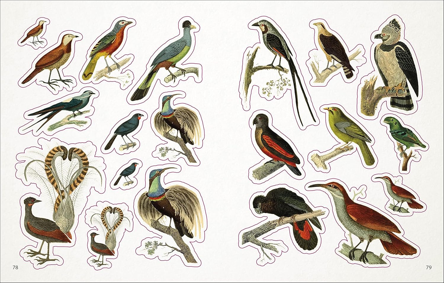 Bees, Birds & Butterflies Sticker Anthology (1,000+ Vintage Stickers) by Dk 9780744050295_4