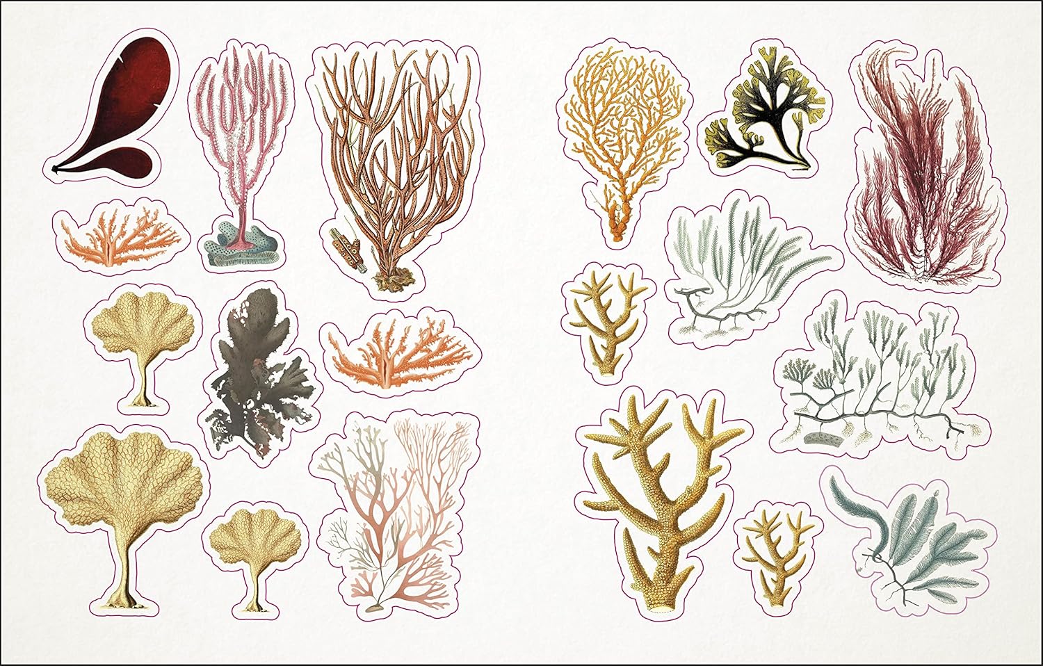 The Seashore Sticker Anthology: With More Than 1000 Vintage Stickers by Dk 9780744051346_11