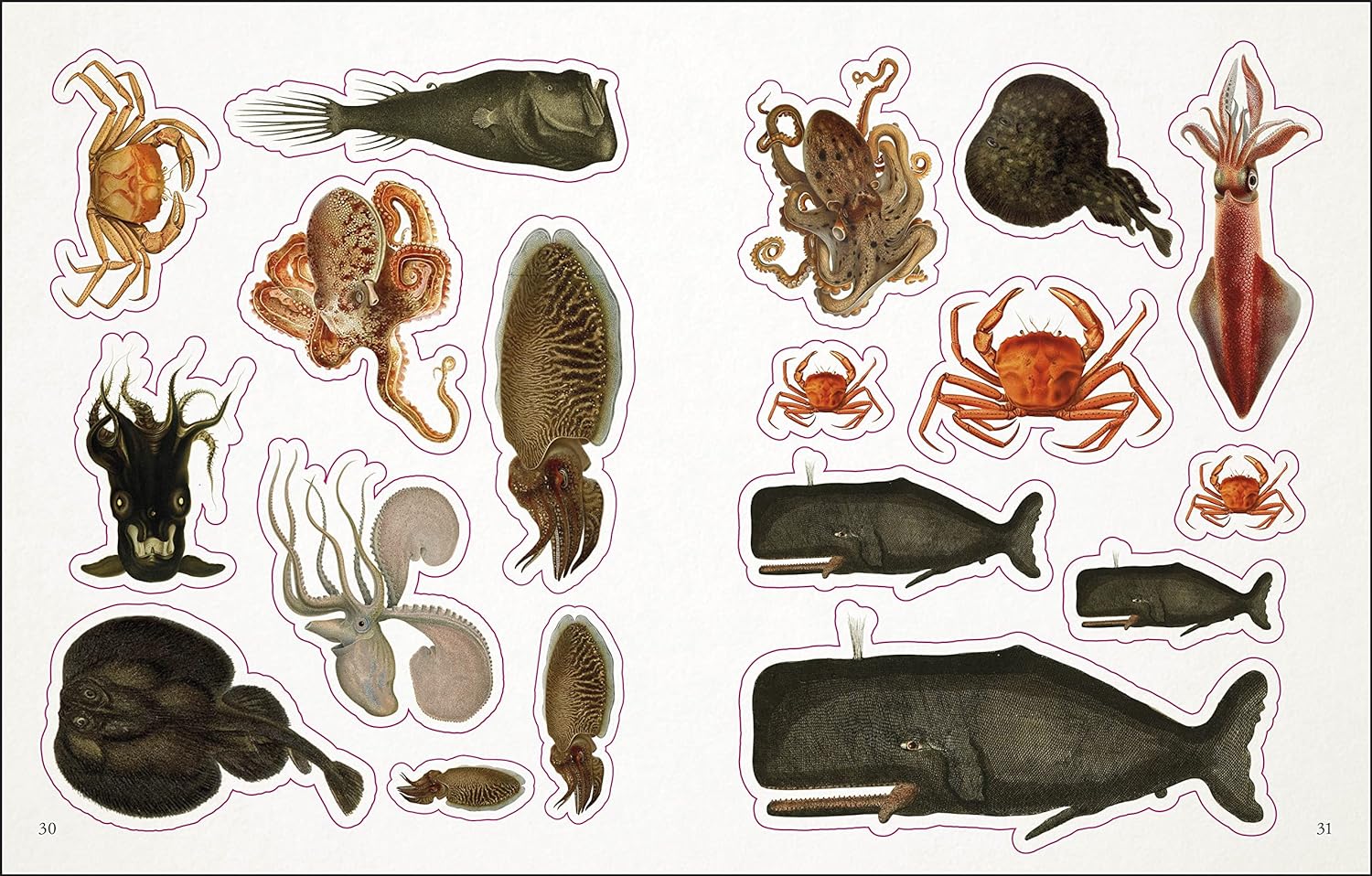 The Seashore Sticker Anthology: With More Than 1000 Vintage Stickers by Dk 9780744051346_4