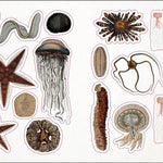 The Seashore Sticker Anthology: With More Than 1000 Vintage Stickers by Dk 9780744051346_5