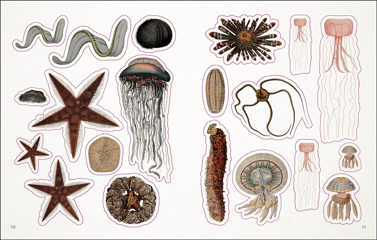 The Seashore Sticker Anthology: With More Than 1000 Vintage Stickers by Dk 9780744051346_5