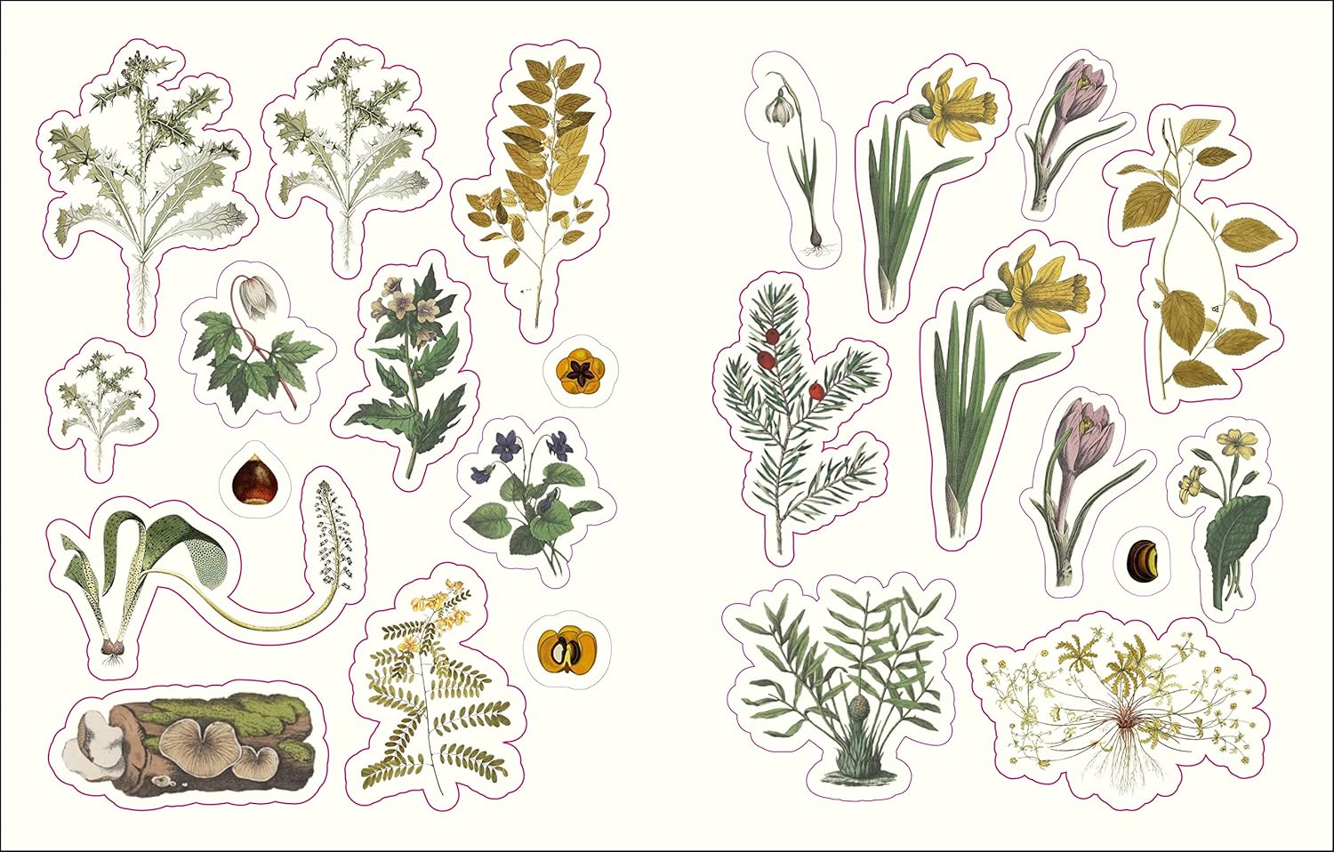 Forests, Fairies & Fungi Sticker Anthology (1,000+ Vintage Stickers) by Dk 9780744069501_2