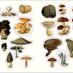 Forests, Fairies & Fungi Sticker Anthology (1,000+ Vintage Stickers) by Dk 9780744069501_4