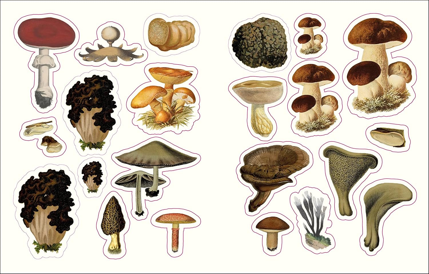 Forests, Fairies & Fungi Sticker Anthology (1,000+ Vintage Stickers) by Dk 9780744069501_4