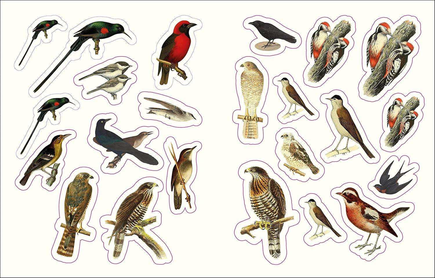 Forests, Fairies & Fungi Sticker Anthology (1,000+ Vintage Stickers) by Dk 9780744069501_5