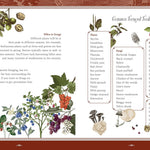 Forest, Fairies, Mushrooms & Goblins Sticker, Color & Activity Book by Chartwell 9780785846888_2