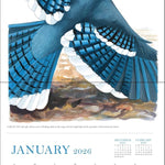 Sibley's Birds Of North America 2026 Wall Calendar 9780789348715_2