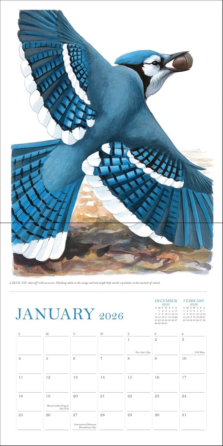 Sibley's Birds Of North America 2026 Wall Calendar 9780789348715_2