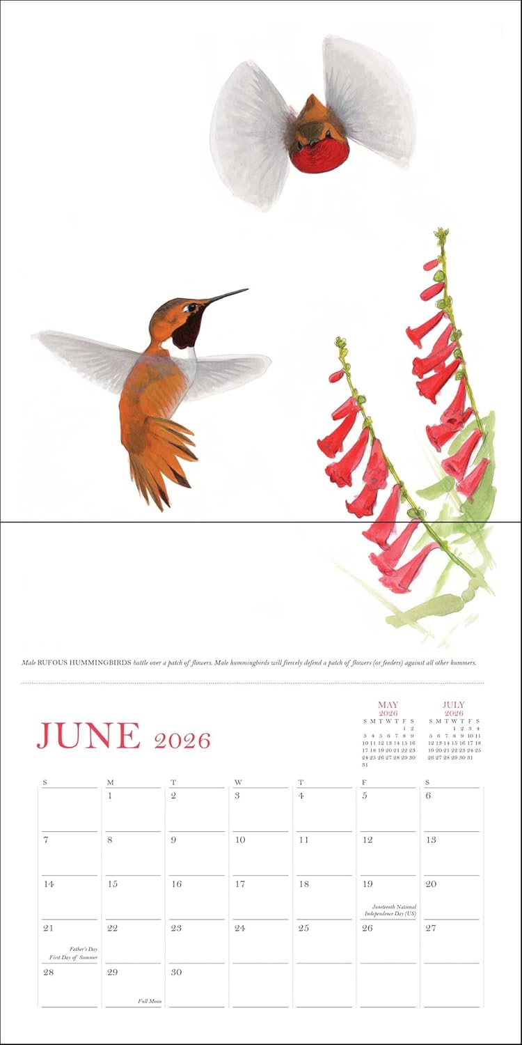 Sibley's Birds Of North America 2026 Wall Calendar 9780789348715_3