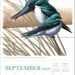 Sibley's Birds Of North America 2026 Wall Calendar 9780789348715_4