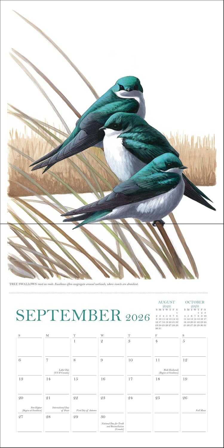 Sibley's Birds Of North America 2026 Wall Calendar 9780789348715_4