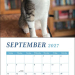 2027 Cats & Books Wall Calendar 12x12 20 9780789349354_3