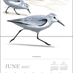 2027 Sibley's Birds of North America Wall Calendar 12x12 20 9780789349576_2