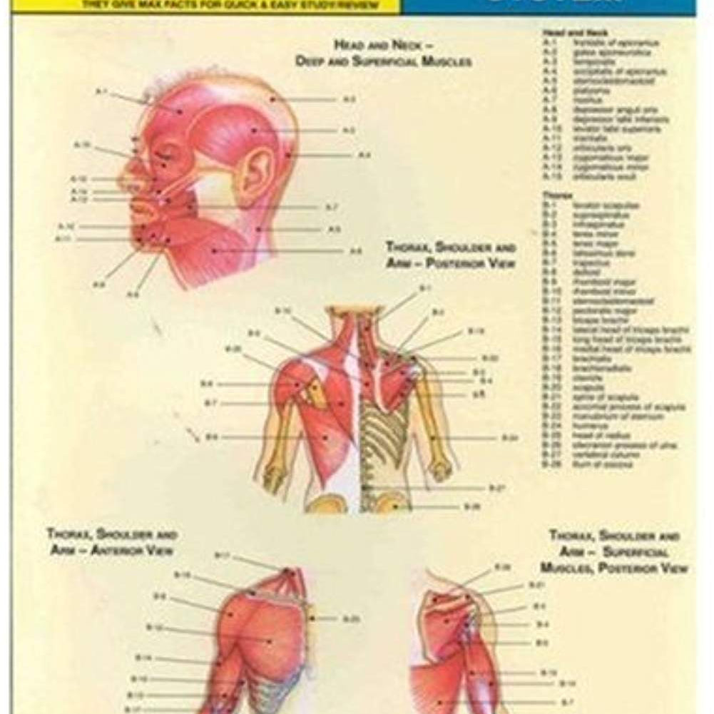 Muscular System 9780878918300_e2726895-75f0-4ef3-9dbf-45b4b1af022d