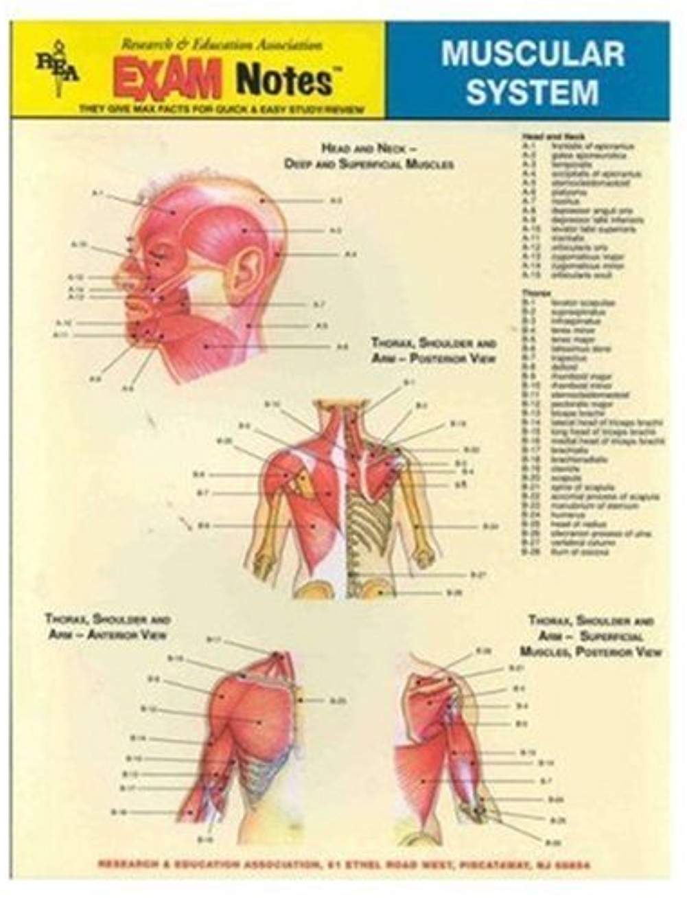 Muscular System 9780878918300_e2726895-75f0-4ef3-9dbf-45b4b1af022d