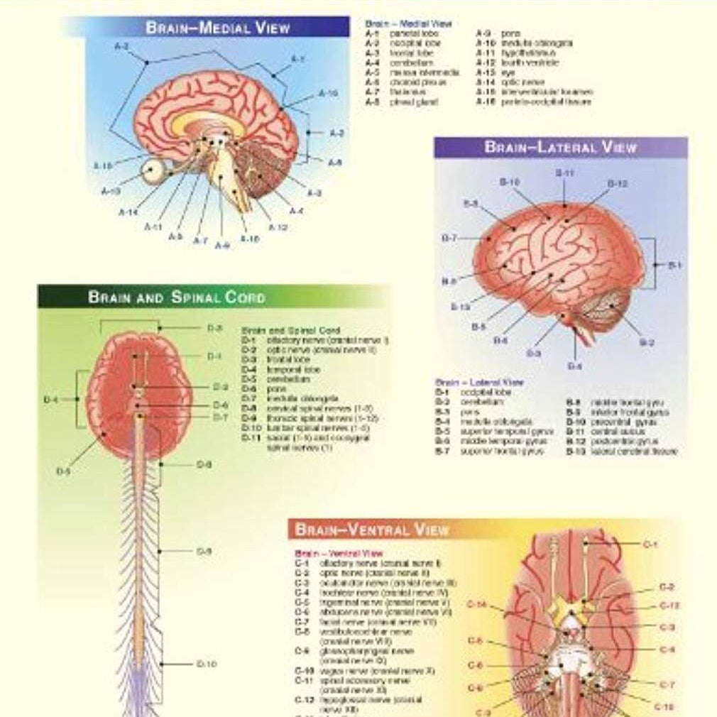 Nervous System 9780878918317_afefd90d-908d-4d2c-b845-3449965d0064