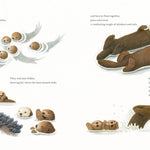 Odder: An Otter's Story (Picture Book) by Applegate. Katherine 9781250323590_4