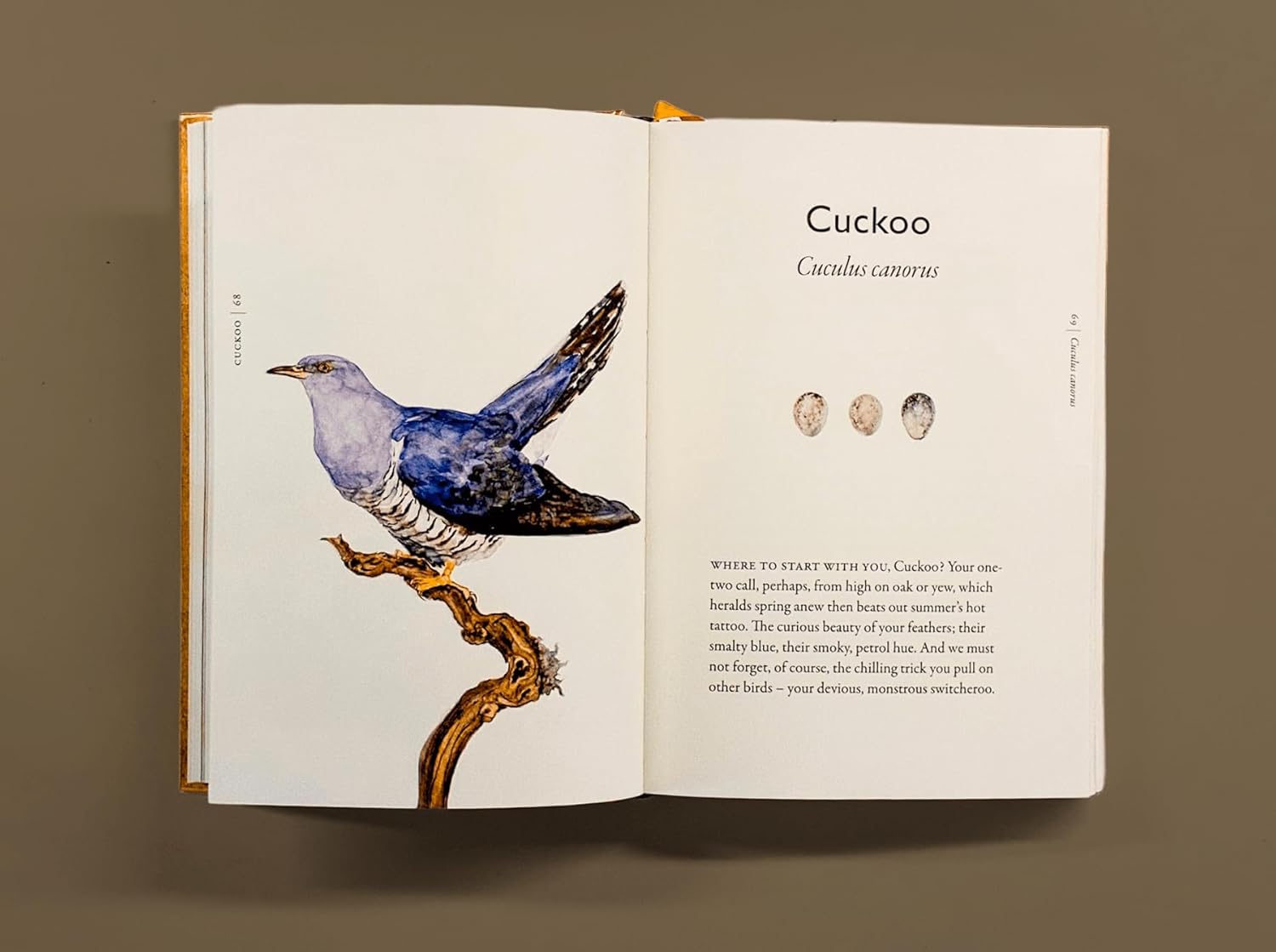 The Book of Birds: A Field Guide to Wonder and Loss by MacFarlane. Robert and Morris. Jackie 20 9781324006848_4