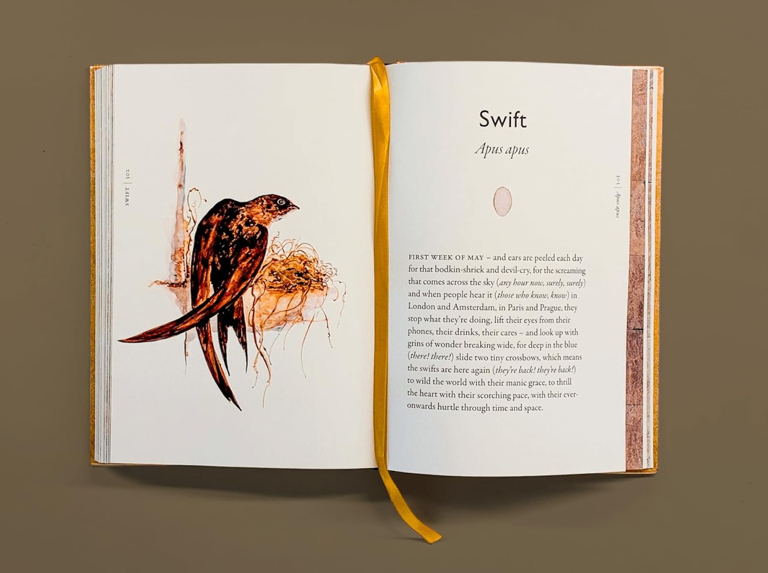The Book of Birds: A Field Guide to Wonder and Loss by MacFarlane. Robert and Morris. Jackie 20 9781324006848_7