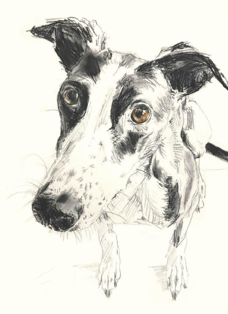 For the Love of Dogs: 25 Postcards by Sampson. Ana 50 9781399600156_1