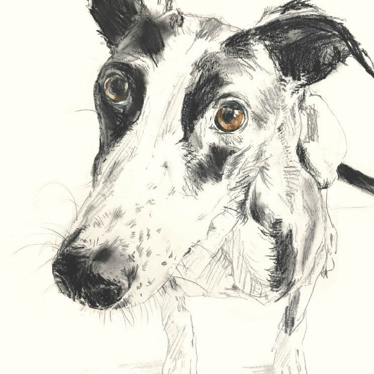 For the Love of Dogs: 25 Postcards by Sampson. Ana 50 9781399600156_1
