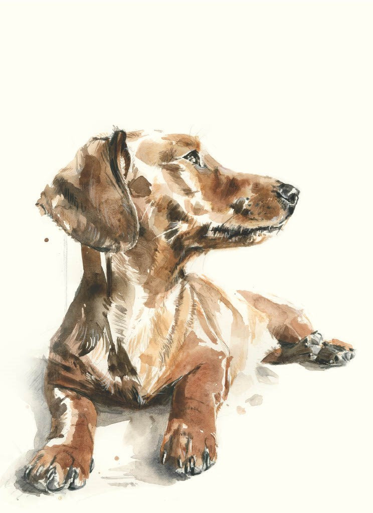 For the Love of Dogs: 25 Postcards by Sampson. Ana 50 9781399600156_3