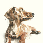 For the Love of Dogs: 25 Postcards by Sampson. Ana 50 9781399600156_3